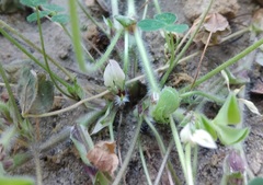 Trifolium subterraneum