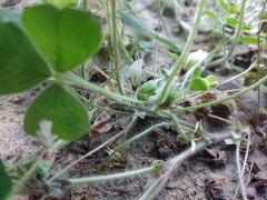 Trifolium subterraneum