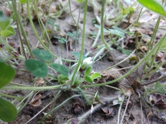 Trifolium subterraneum