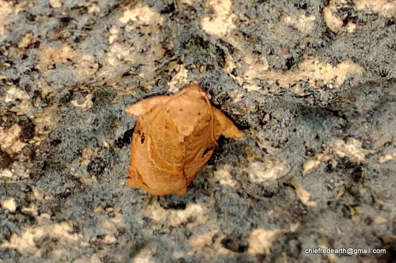 Archipini from Vazhayila, Thiruvananthapuram, Kerala, India on January ...