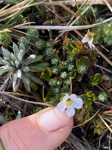 Euphrasia zelandica observed 2026-04-02