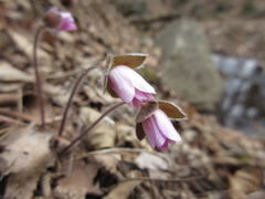 Hepatica nobilis