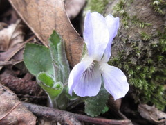 Viola collina