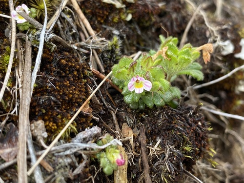 Euphrasia zelandica observed 2026-04-02