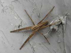 Pisaura ancora