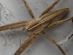 Pisaura ancora