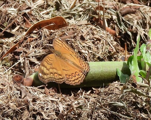 Junonia hedonia