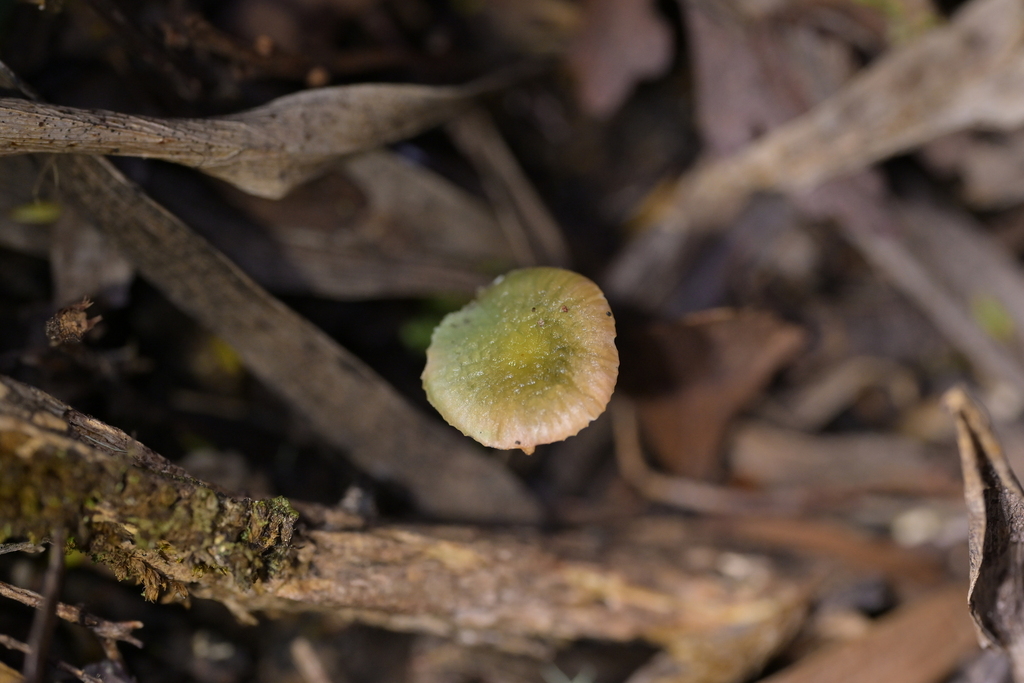 Gliophorus graminicolor · October 2025 · photo: © christopherstephens (iNaturalist, cc-by)