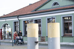 Columba livia domestica