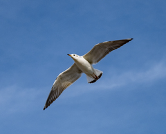 Chroicocephalus ridibundus