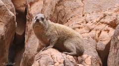 Procavia capensis