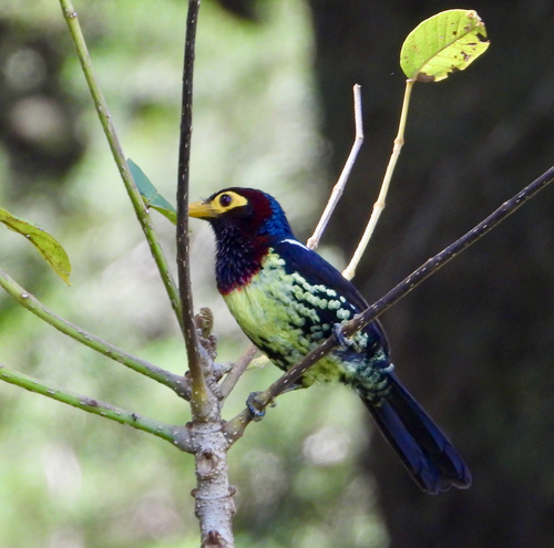 Eastern Yellow-billed Barbet