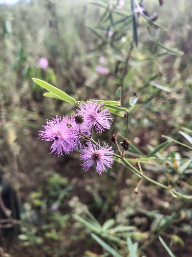 Mimosa debilis, 2026-04-16