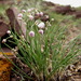 Allium vodopjanovae - Photo (c) Pyak Andrei, some rights reserved (CC BY-NC), uploaded by Pyak Andrei