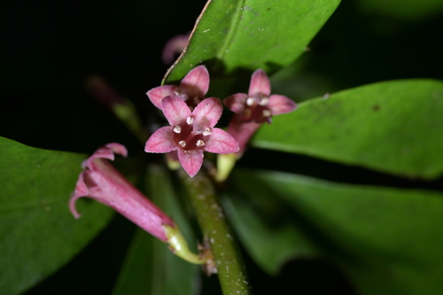 Alseuosmia turneri (Alseuosmia turneri)