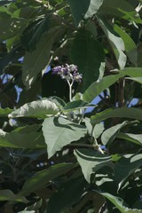 Solanum mauritianum