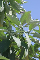 Solanum mauritianum