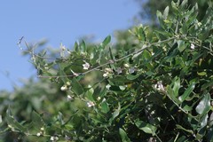 Araujia sericifera
