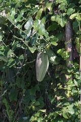 Araujia sericifera