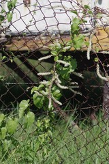 Anredera cordifolia