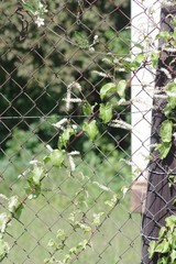 Anredera cordifolia