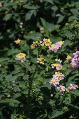 Lantana camara
