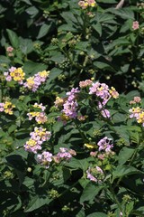 Lantana camara