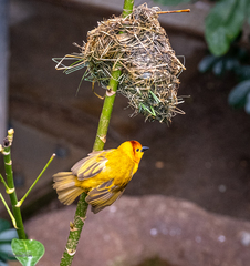 Ploceus castaneiceps
