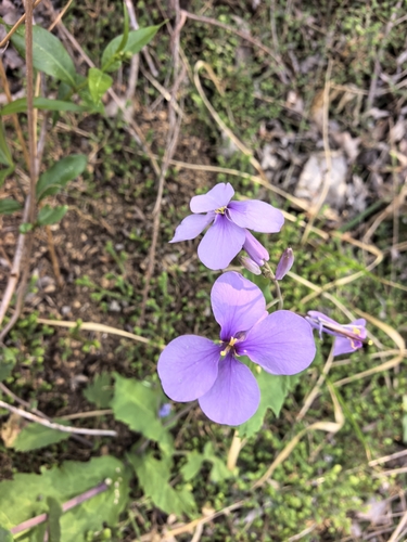 Chinese Violet Cress