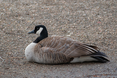 Branta canadensis