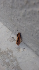 Creatonotos gangis-interrupta agg