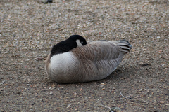 Branta canadensis