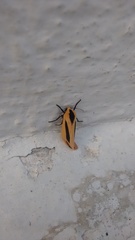 Creatonotos gangis-interrupta agg