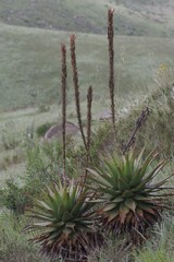 Aloe lineata