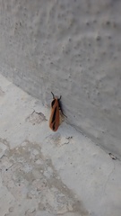 Creatonotos gangis-interrupta agg