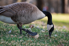 Branta canadensis