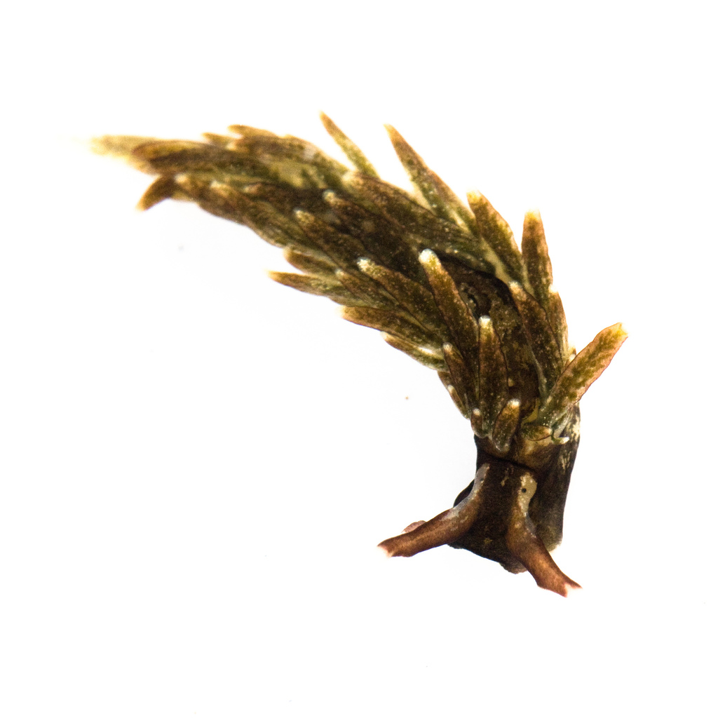 Aplysiopsis