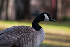 Branta canadensis