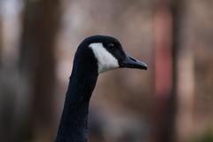 Branta canadensis