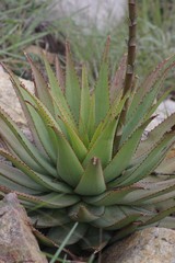 Aloe lineata