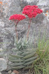 Crassula perfoliata