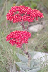 Crassula perfoliata