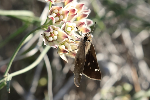 Violet-clouded Skipper photo 4