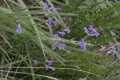 Lobelia tomentosa