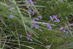 Lobelia tomentosa