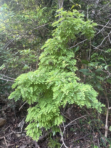 Dalbergia hancei observed 2026-04-18