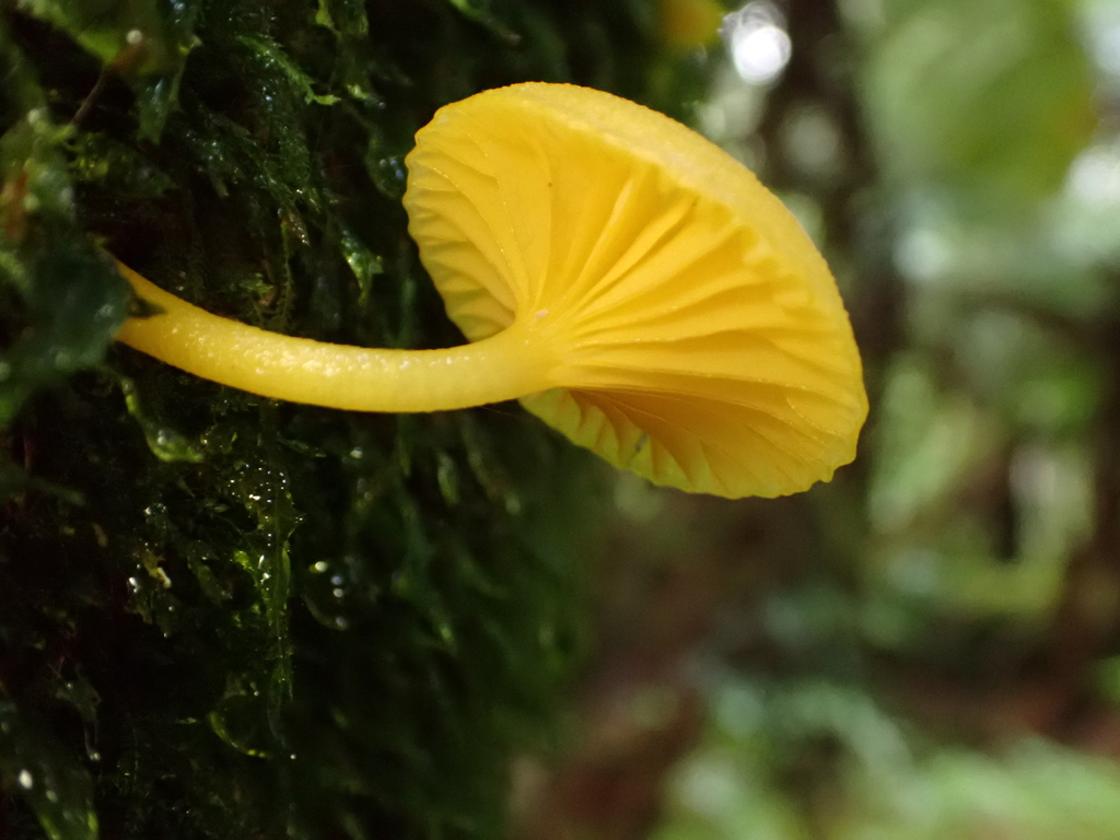 Gloioxanthomyces chromolimoneus · April 2026 · photo: © stellafish (iNaturalist, cc-by)