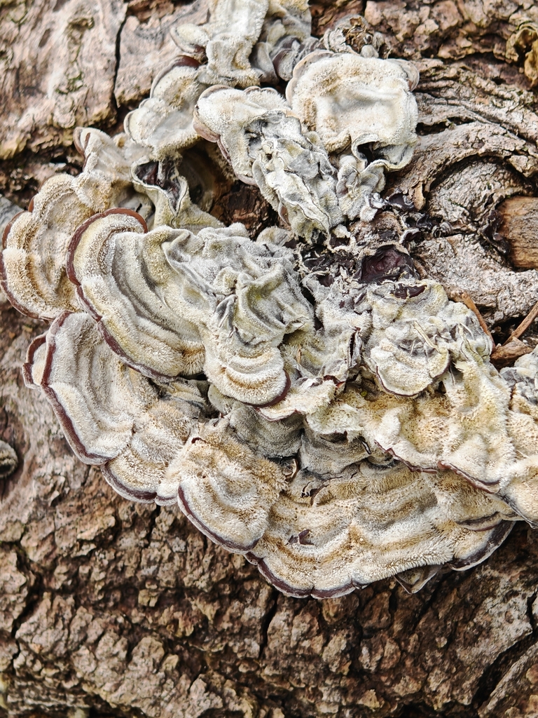 Auricularia mesenterica · April 2026 · photo: © p_andrey (iNaturalist, cc-by-nc)