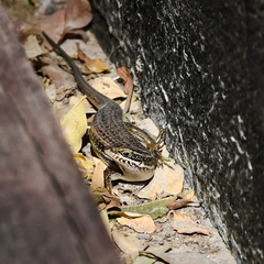 Heremites septemtaeniatus