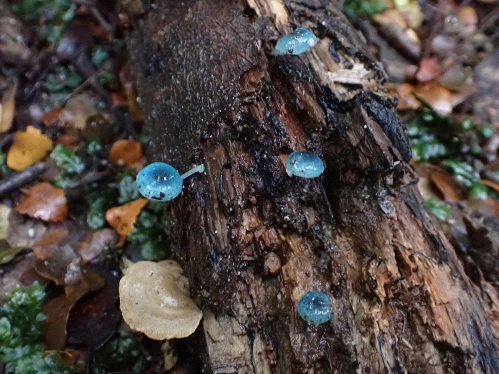 Mycena interrupta · April 2026 · photo: © stellafish (iNaturalist, cc-by)
